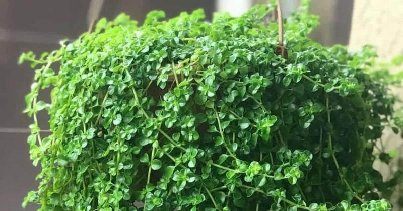 melhores plantas pendentes para sol