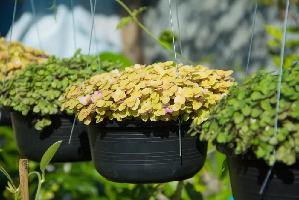 jardim vertical com sol