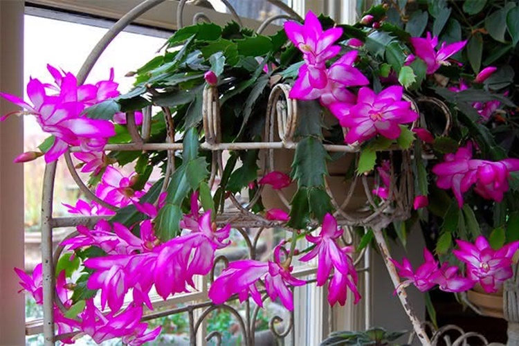 Suculenta roxa pendente