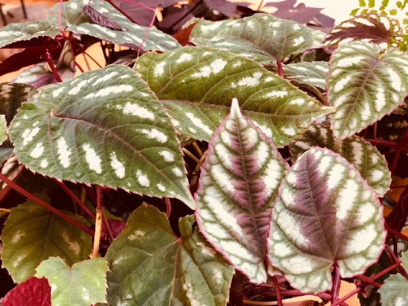 Plantas para sol direto com tons roxos
