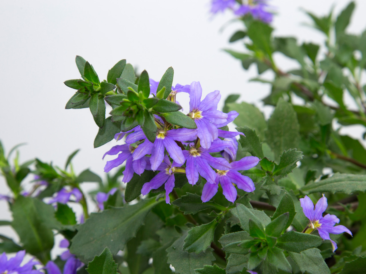 Planta roxa pendente