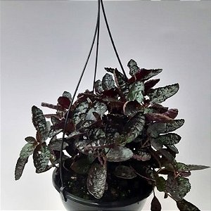 Plantas de meia sombra roxas