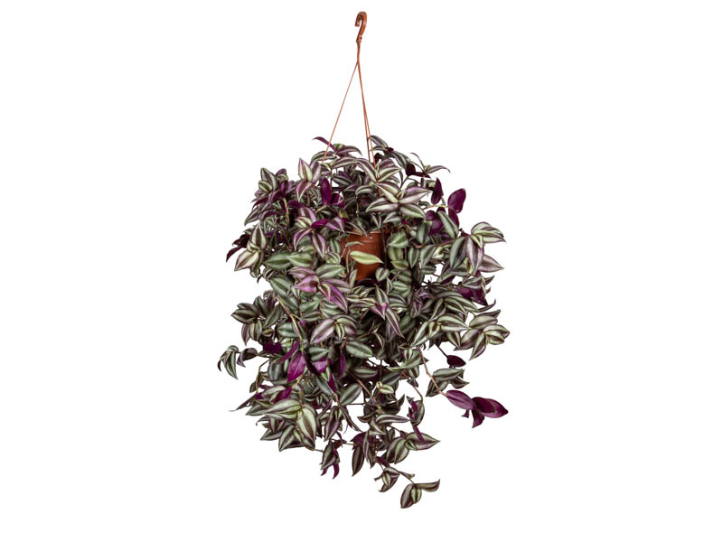 Plantas com flores roxas pendentes