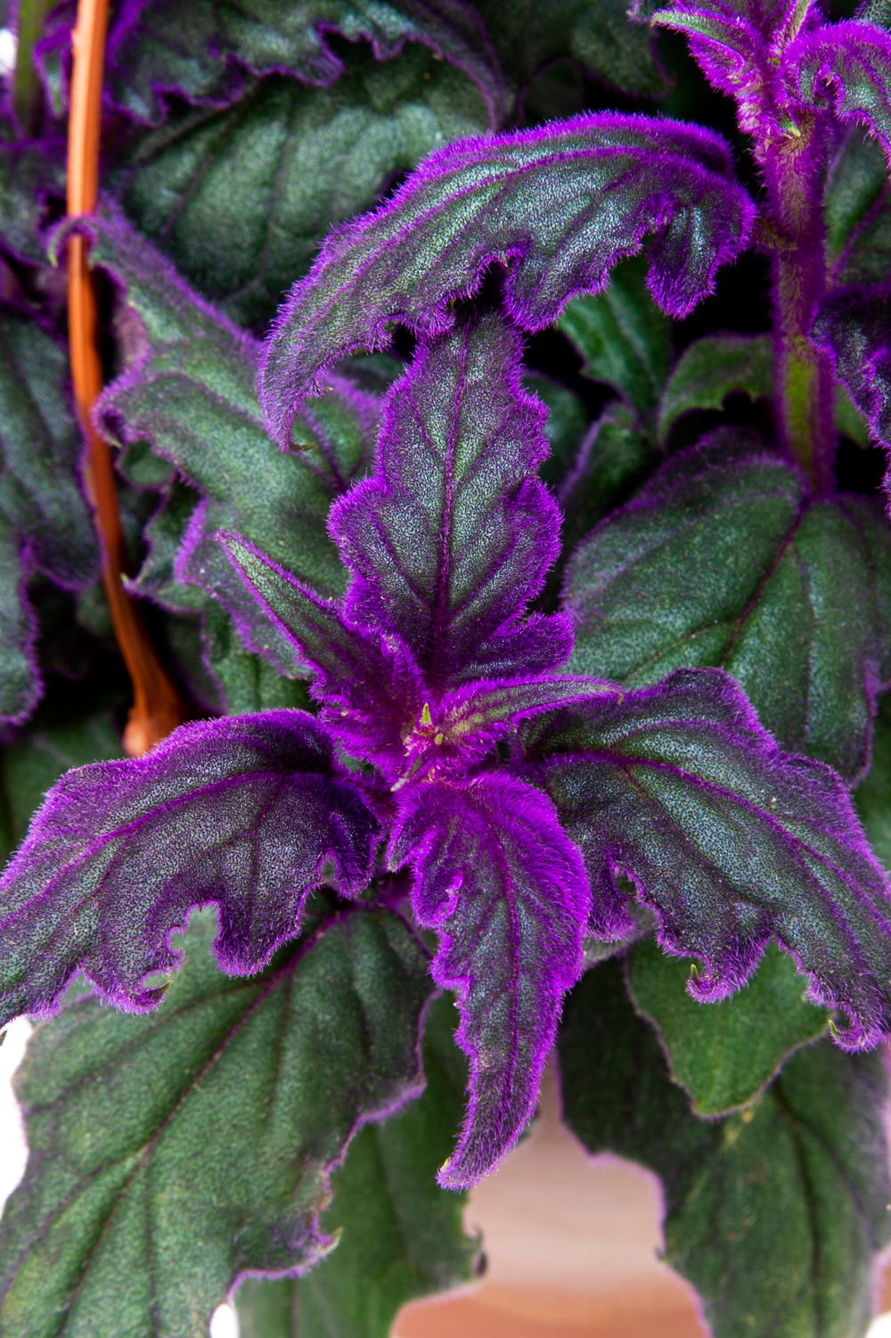 Plantas de interior com folhagem roxa