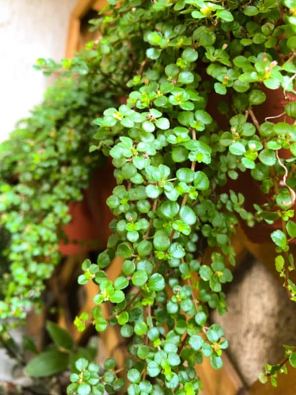 plantas pendentes para varanda sol pleno