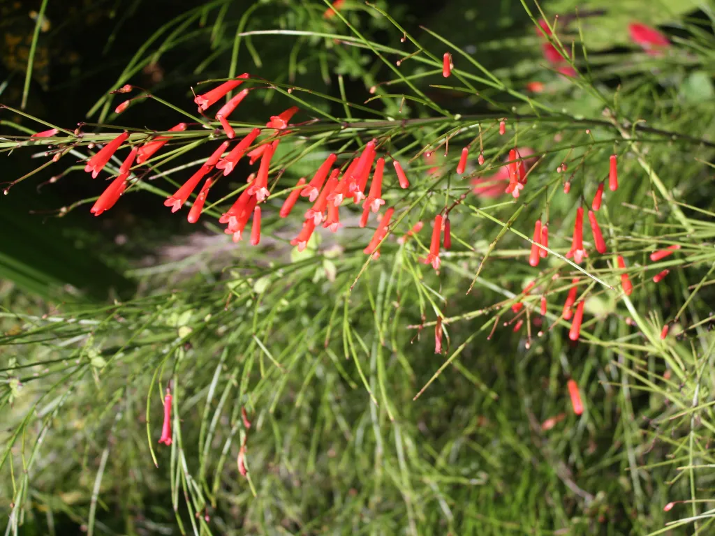 como cuidar de plantas pendentes de sol