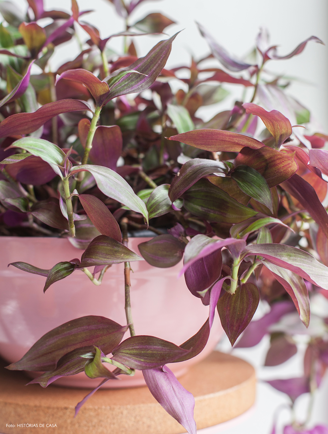plantas pendentes de baixo custo sol pleno