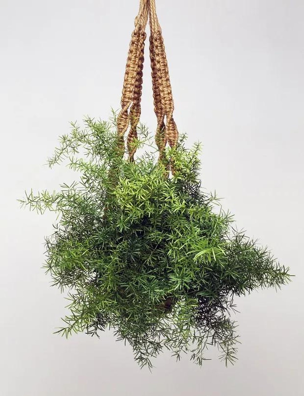 como cuidar de plantas pendentes de sol