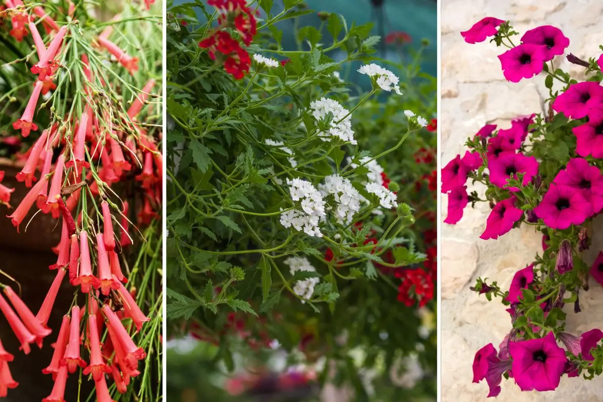 plantas pendentes para paisagismo com sol