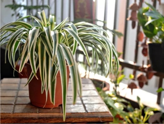 plantas para combater umidade