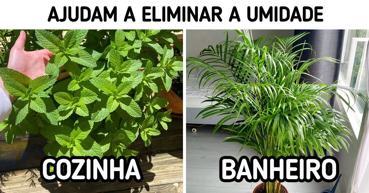 plantas que absorvem mofo