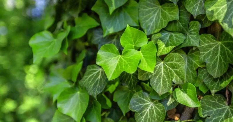 plantas para cozinha com umidade