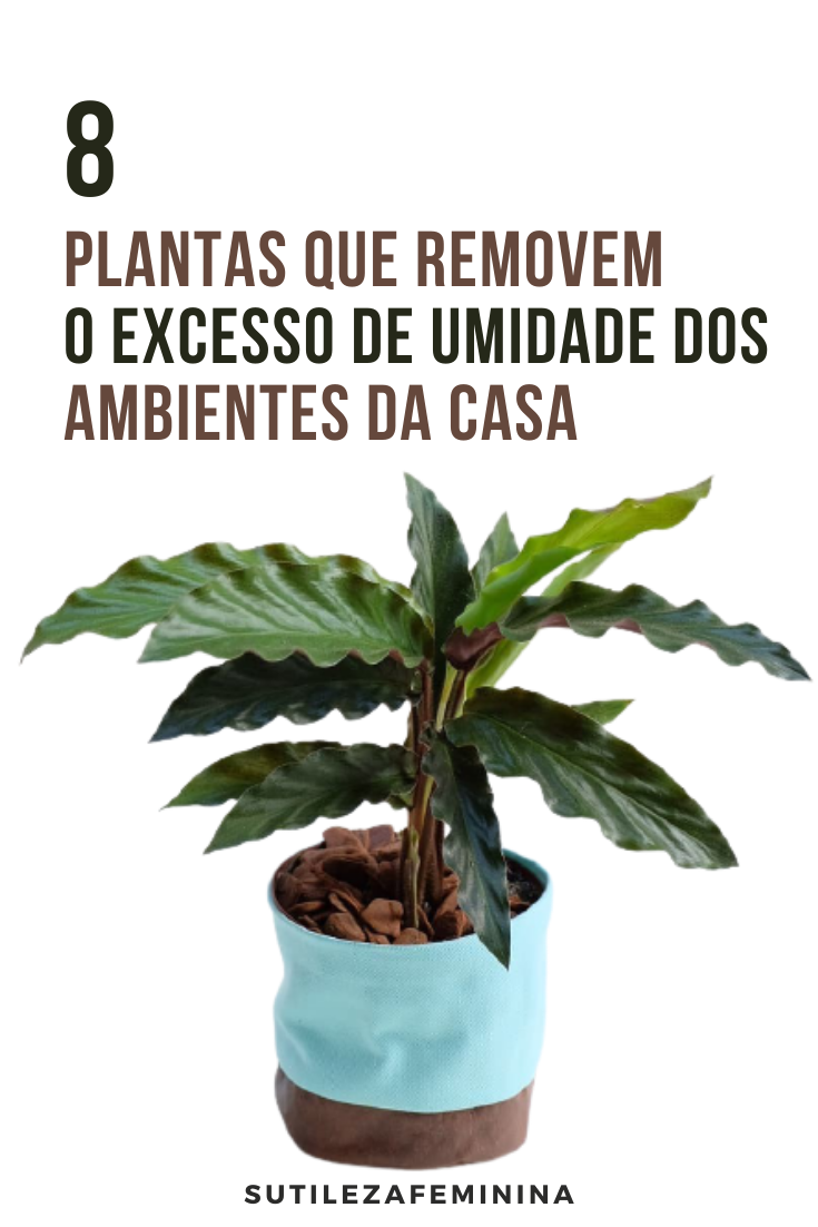 plantas de interior para umidade