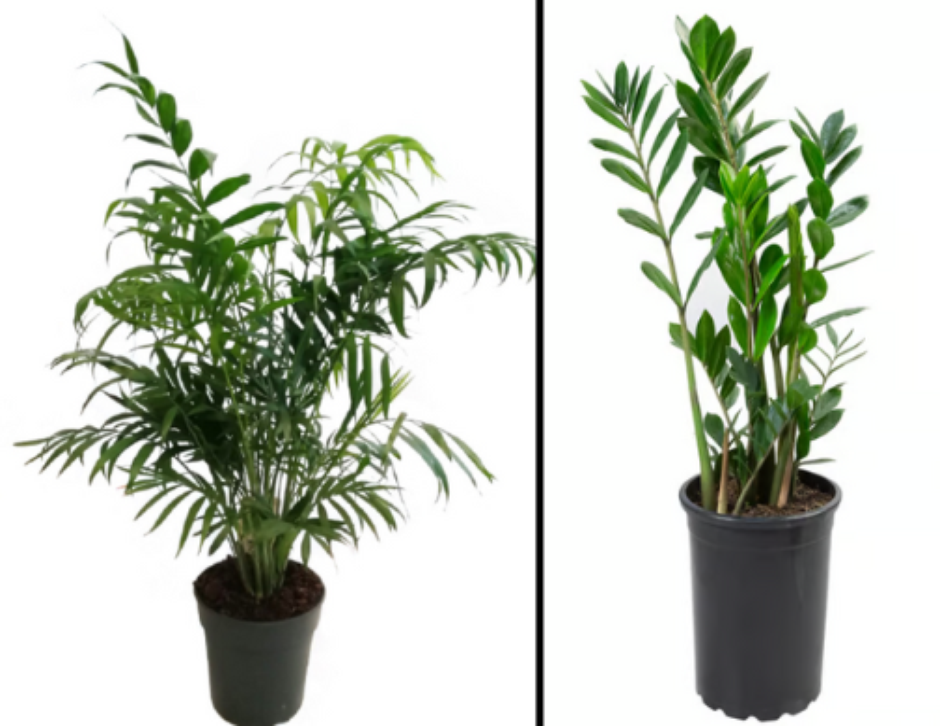 plantas que não precisam de sol e absorvem umidade