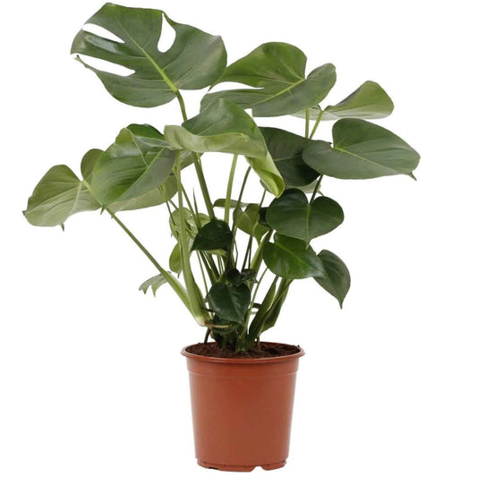 plantas para combater umidade