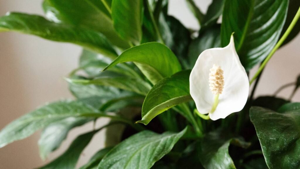 plantas que absorvem mofo