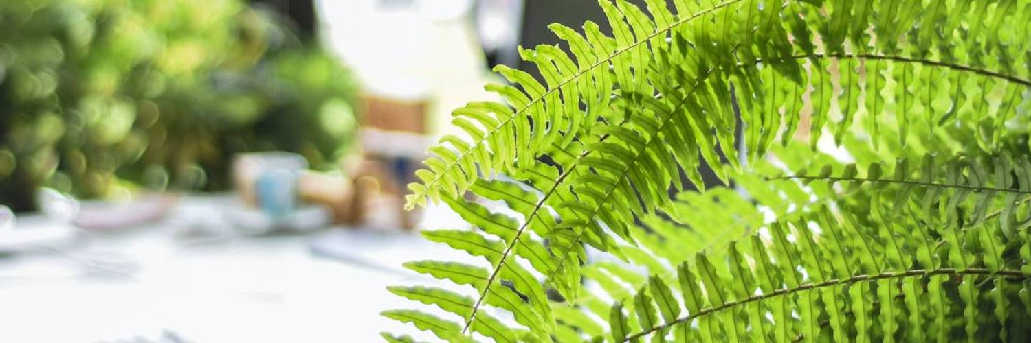 plantas para banheiro úmido
