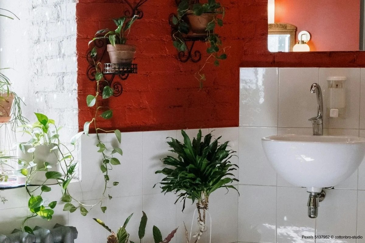 plantas para cozinha com umidade