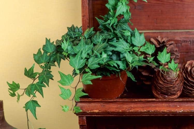 plantas para banheiro úmido
