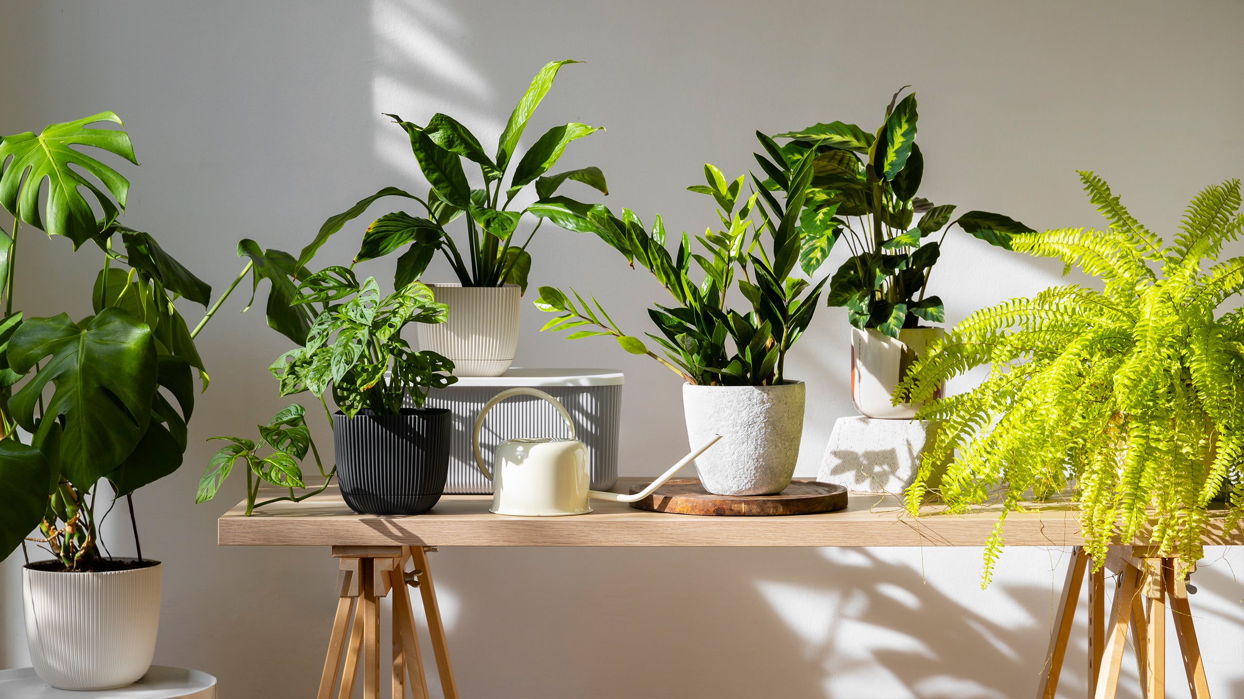 plantas que não precisam de sol e absorvem umidade