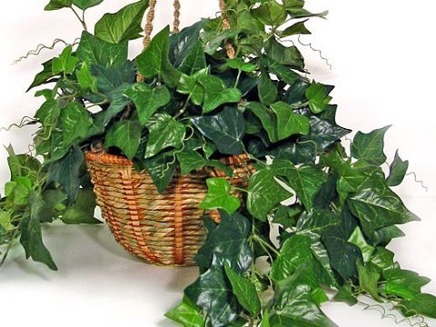 plantas que purificam o ar e reduzem umidade