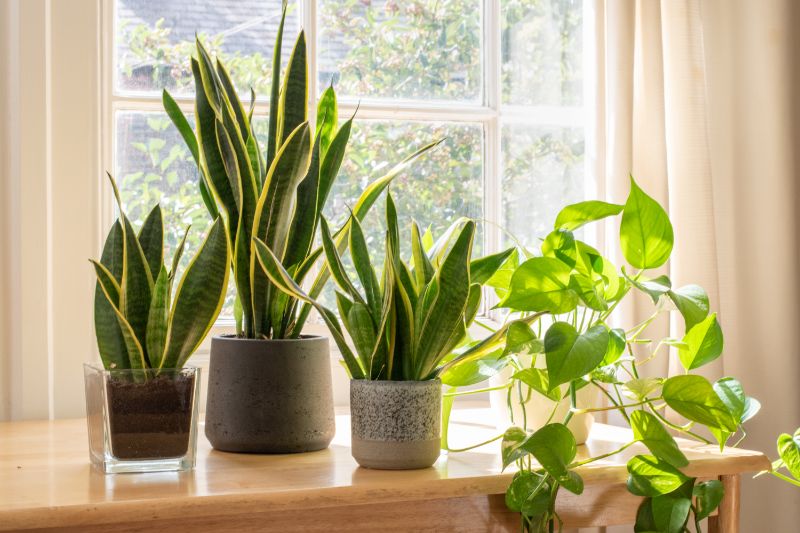 plantas de interior para umidade