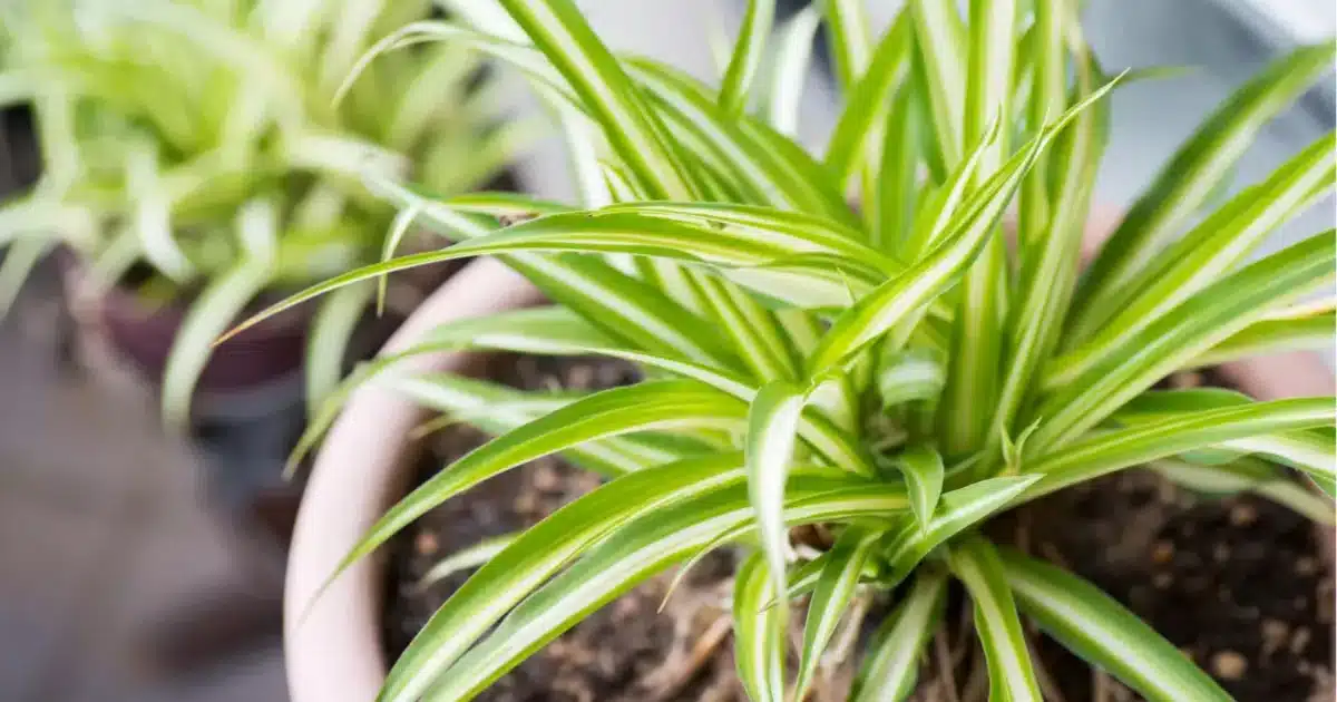 plantas que não precisam de sol e absorvem umidade