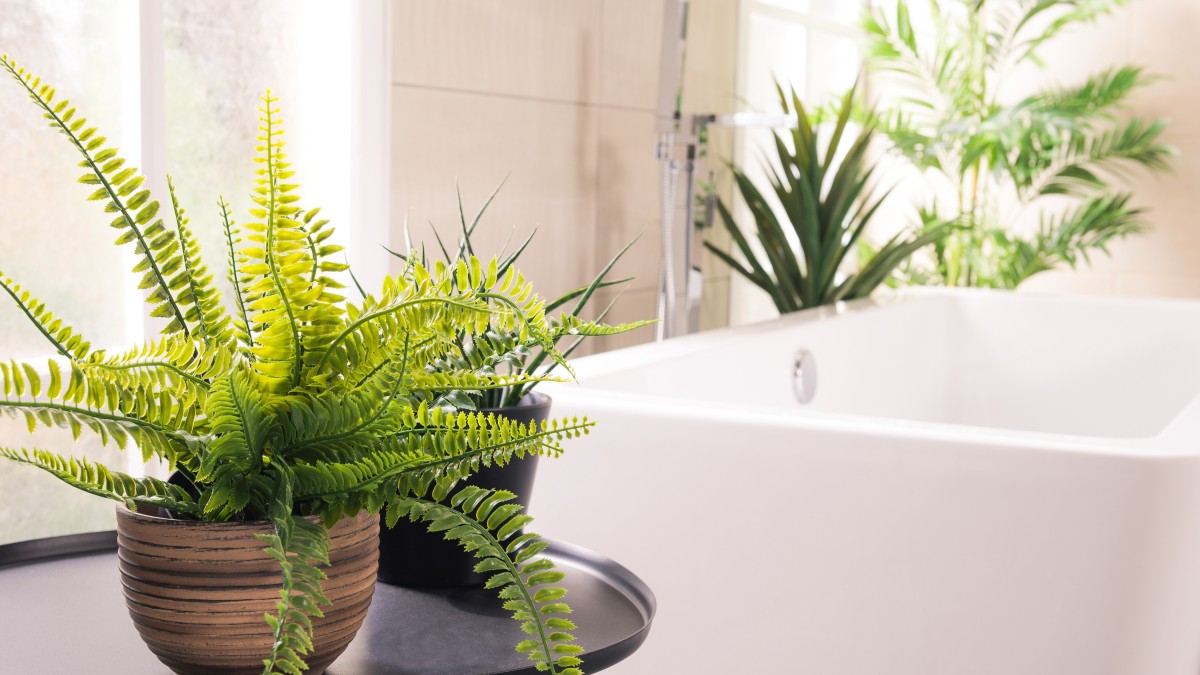 plantas seguras para pets que absorvem umidade