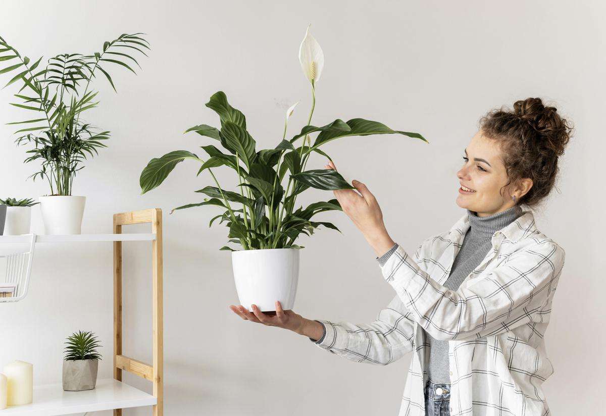 plantas que absorvem mofo