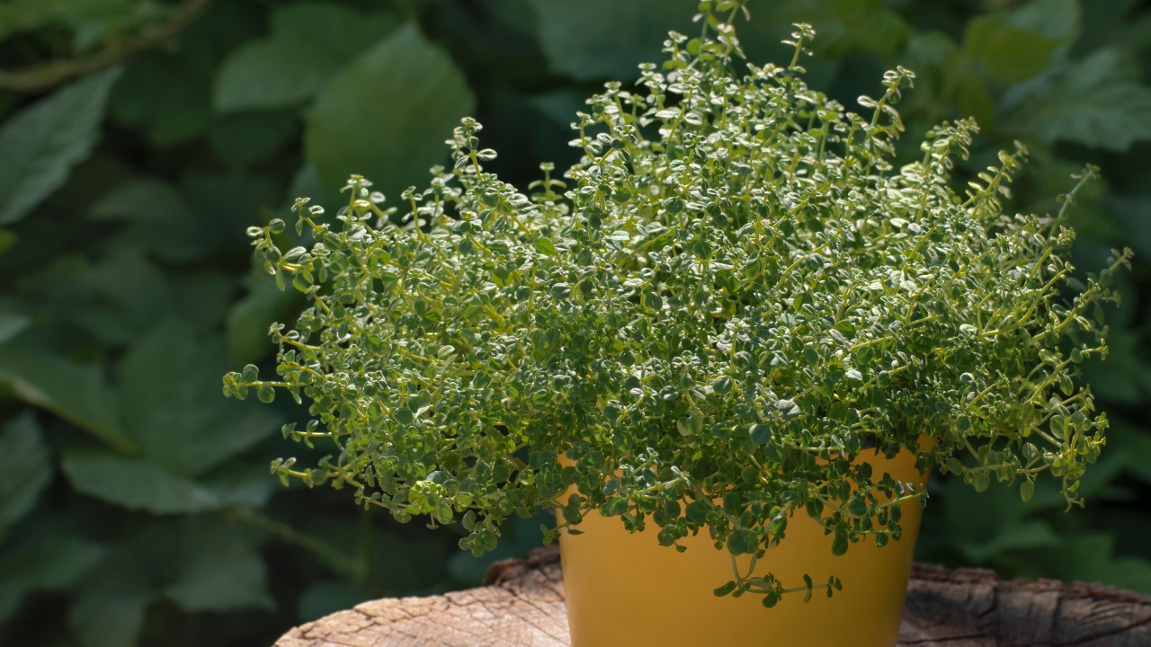 controle natural de baratas com plantas