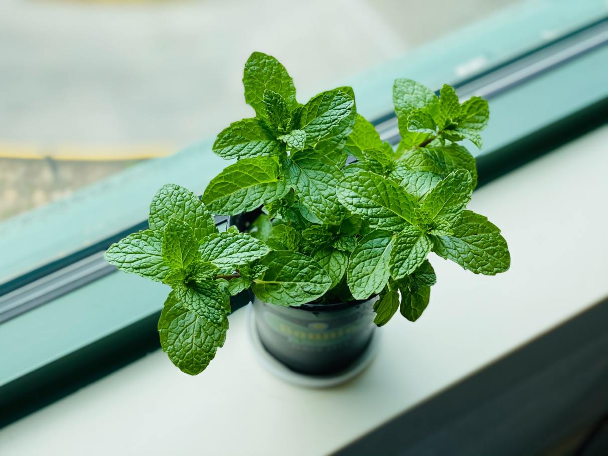 plantas que espantam moscas