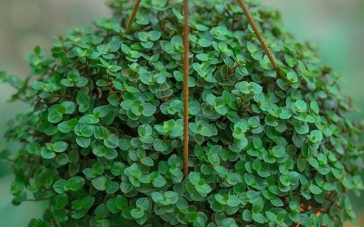 erros comuns ao cuidar de plantas que atraem dinheiro