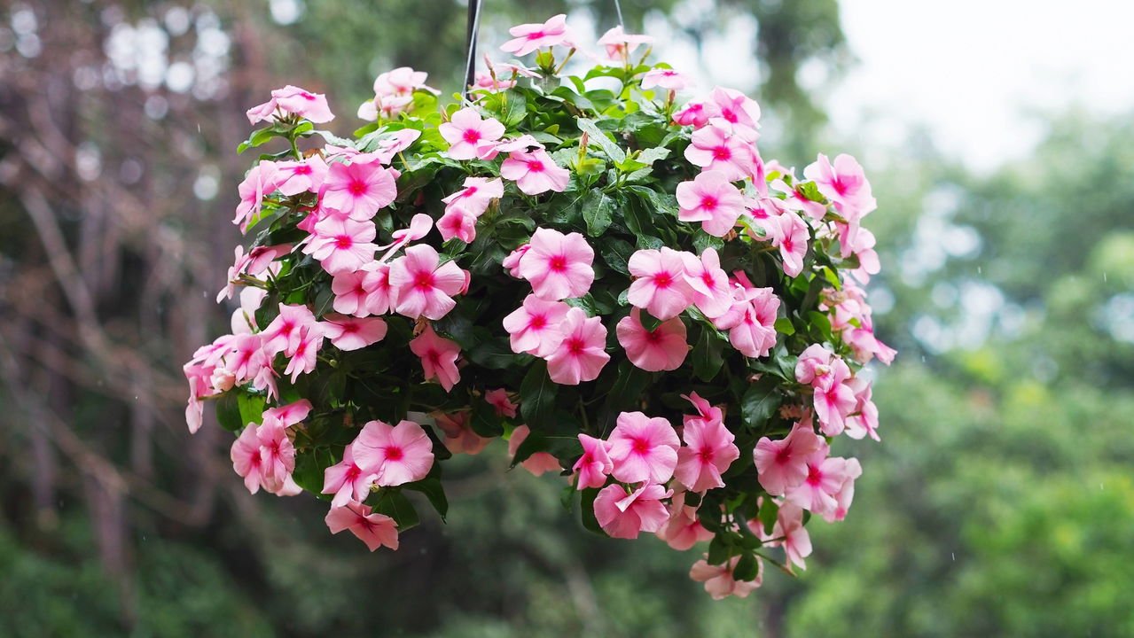 lantana vs hibisco qual planta floresce mais
