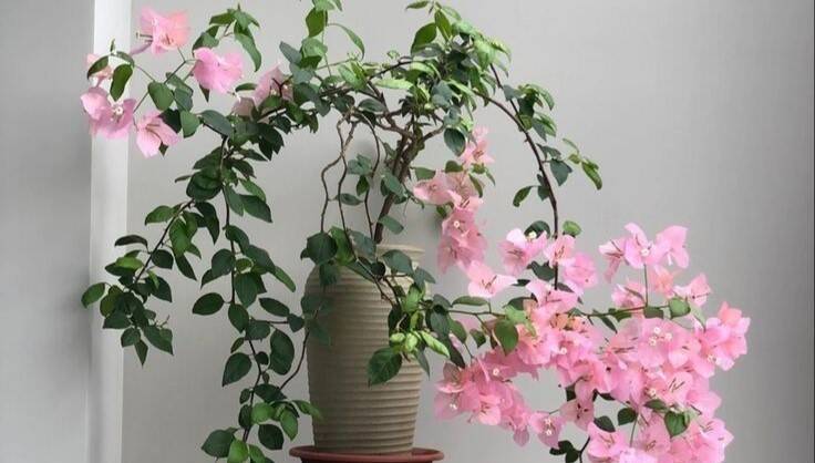 melhores plantas com flores o ano todo para varandas