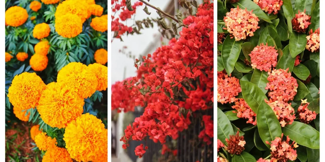 erros comuns ao cuidar de plantas que florescem o ano todo