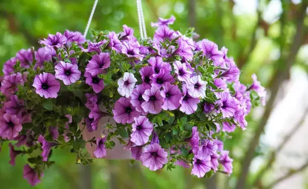 lantana vs ixora qual floresce mais