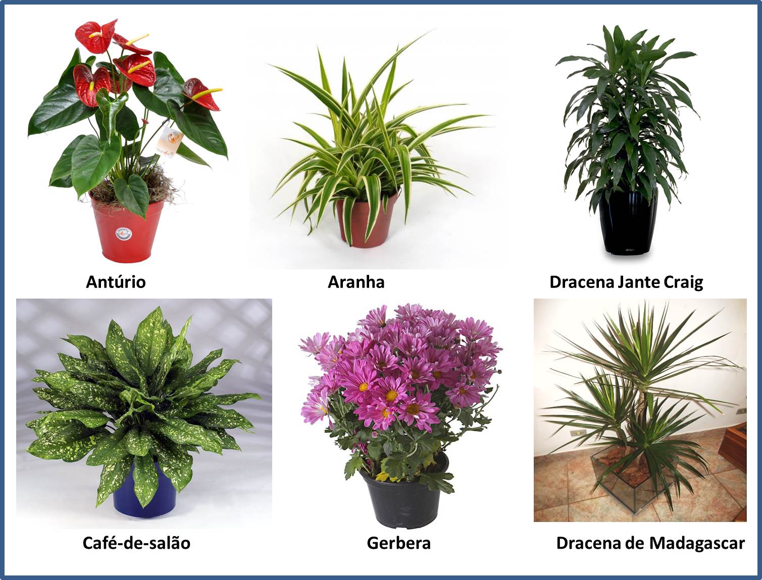 plantas de interior para purificação