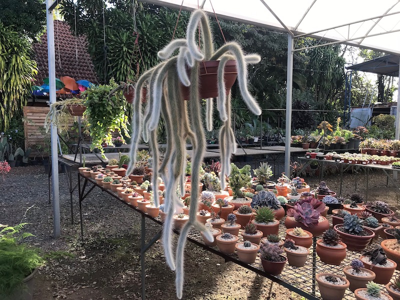 planta rabo de macaco