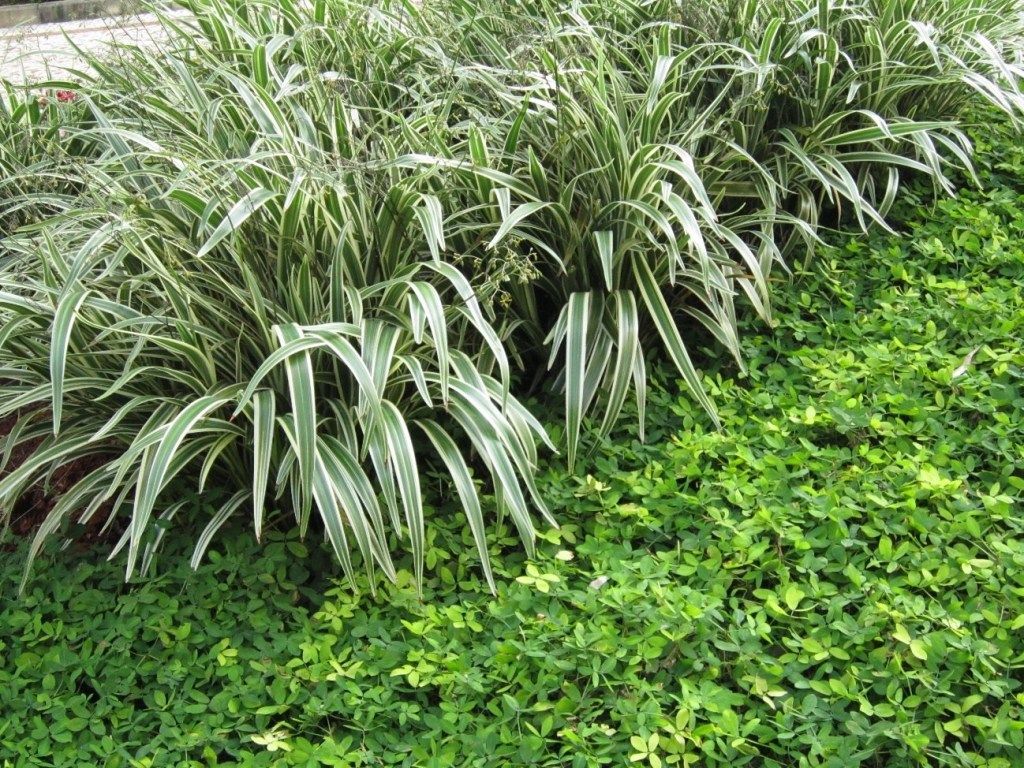 plantas rasteiras floridas