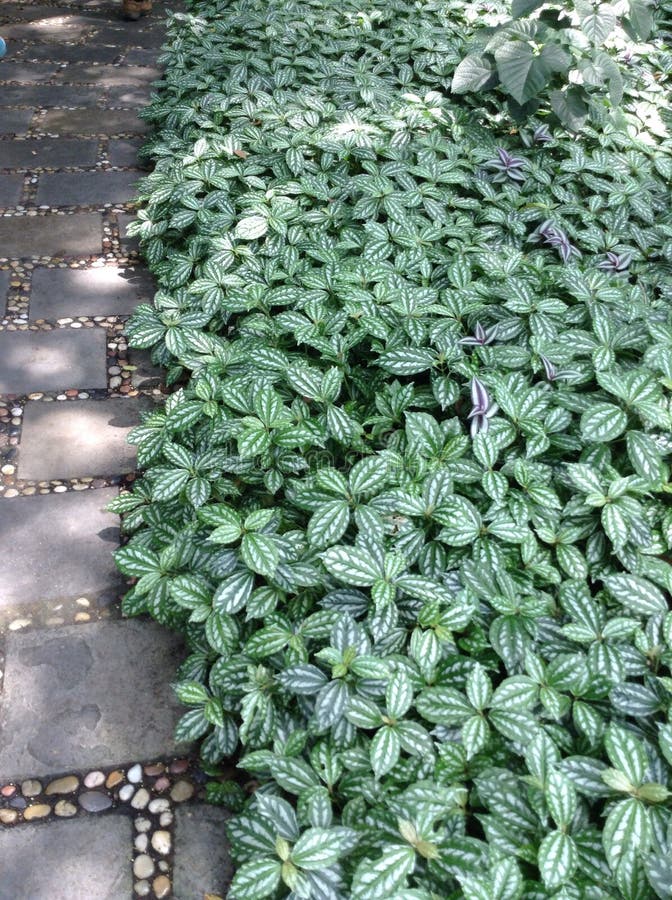 plantas rasteiras que florescem o ano todo