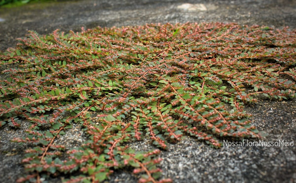plantas rasteiras para sol pleno