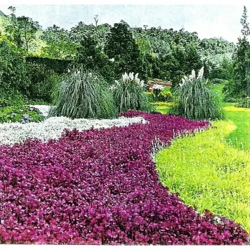 plantas rasteiras de baixa manutenção