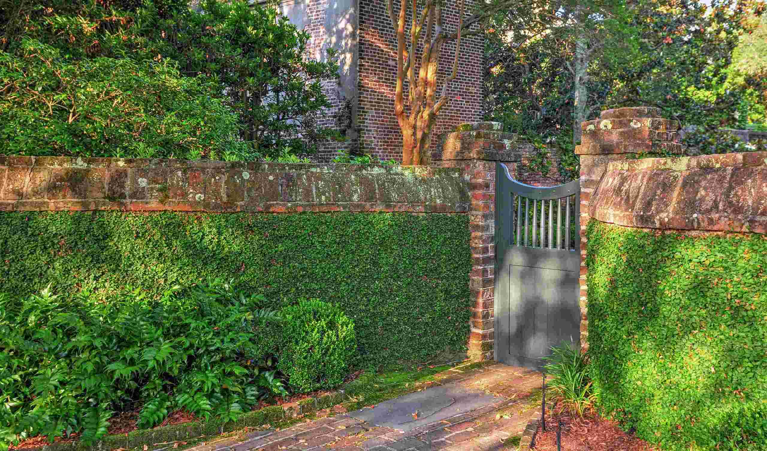 plantas rasteiras que resistem a pisoteio