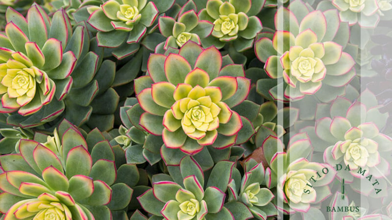 melhores plantas rasteiras para jardim de sol