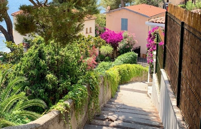 planta rasteira para jardim