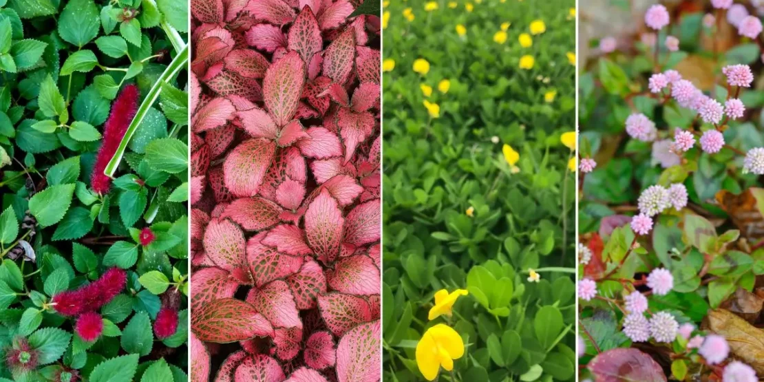 quanto custa plantar forração no jardim