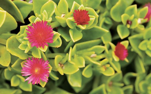 planta rasteira para jardim