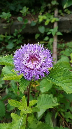 melhores plantas roxas para jardim interno