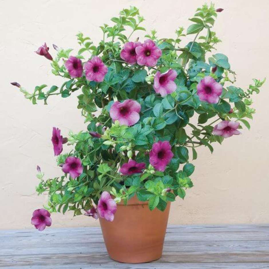 lambari roxo vs trapoeraba roxa qual escolher