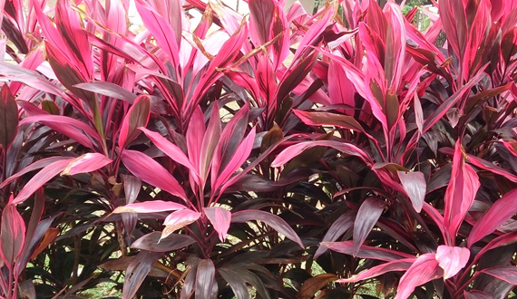 plantas de folha roxa alta